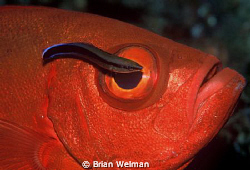 "Peek a Boo" by Brian Welman 